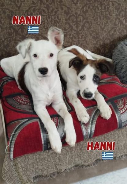 Nanni - lebhafte, süße Fellnase