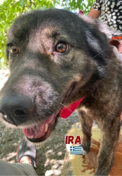Ira - Liebe, ruhige Hündin