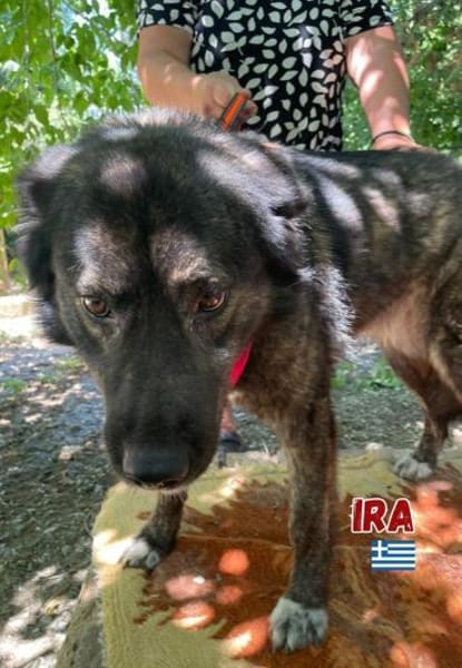 Ira - Liebe, ruhige Hündin