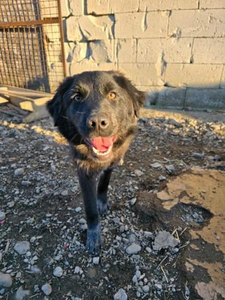 Elli  Traumhund für Herzmenschen