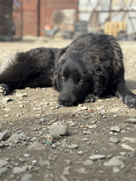 Elli  Traumhund für Herzmenschen