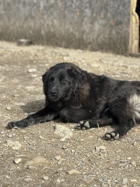 Elli  Traumhund für Herzmenschen