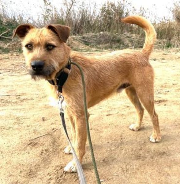 Dodger - braucht Zeit und Geduld