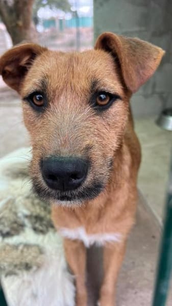 Dodger - braucht Zeit und Geduld