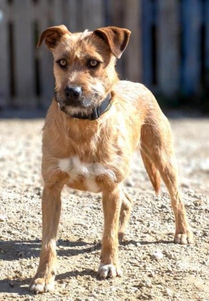 Dodger - braucht Zeit und Geduld
