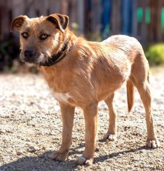 Dodger - braucht Zeit und Geduld