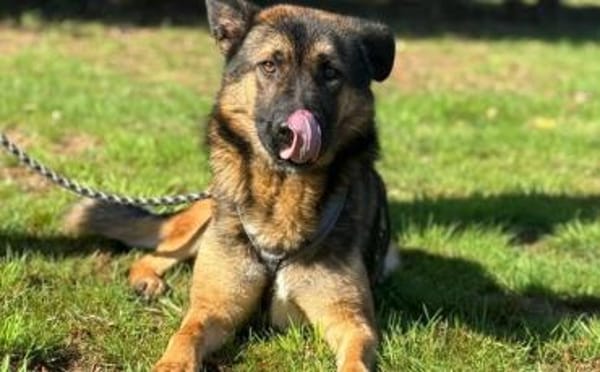 Marley sucht ein aktives Zuhause