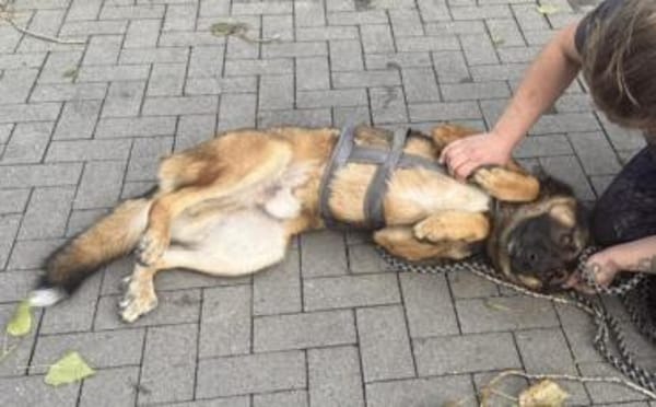 Marley sucht ein aktives Zuhause