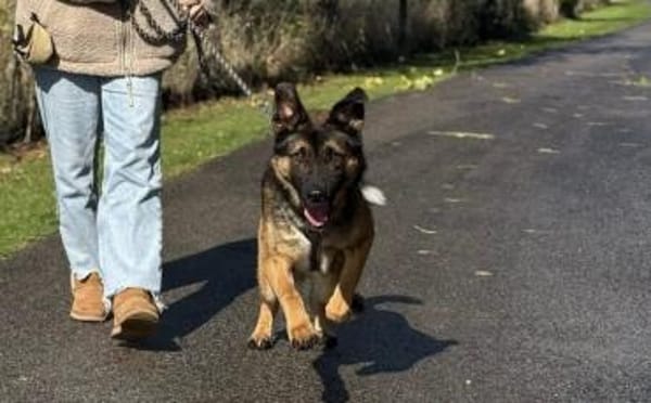 Marley sucht ein aktives Zuhause