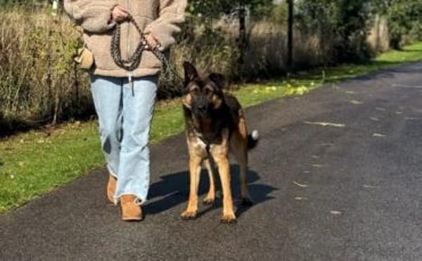 Marley sucht ein aktives Zuhause