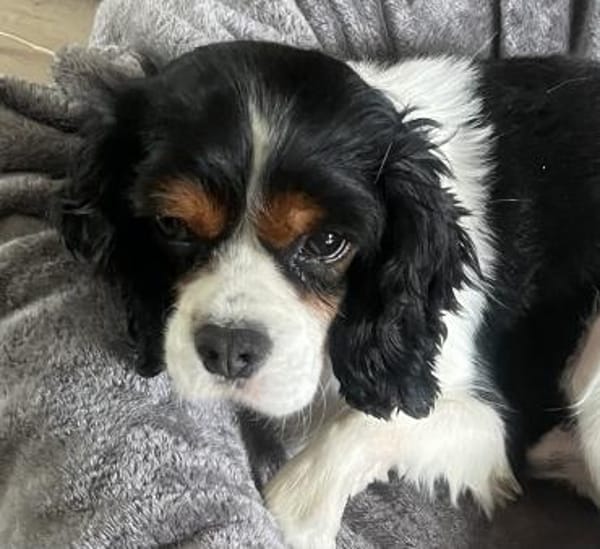 Lenny in 47877 Willich