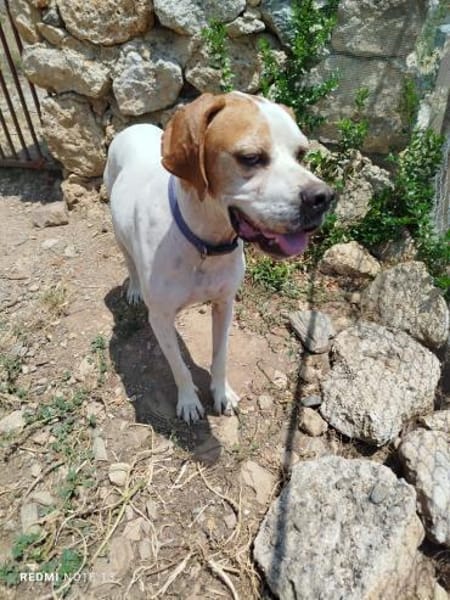 Pointer PIM sucht seine Familie