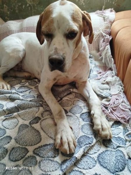 Pointer PIM sucht seine Familie