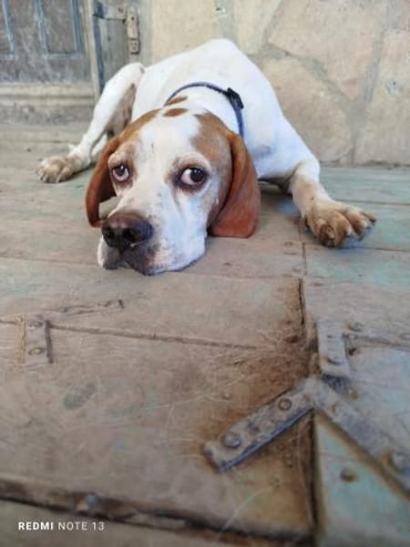 Pointer PIM sucht seine Familie