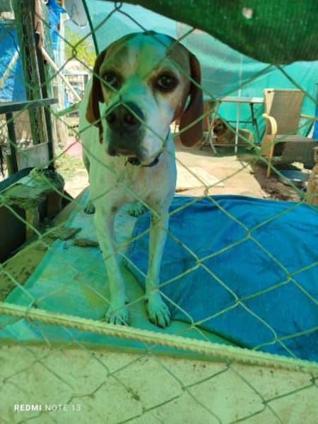 Pointer PIM sucht seine Familie