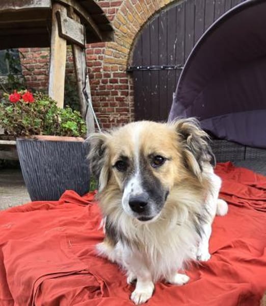 Hübscher Benni