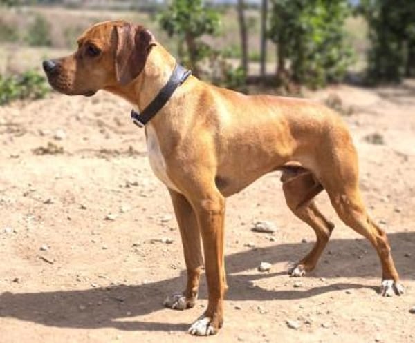 Bubba - rüstiger, schüchterner Senior