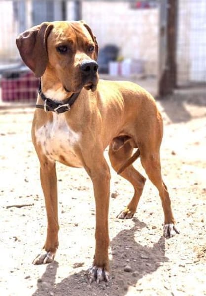 Bubba - rüstiger, schüchterner Senior
