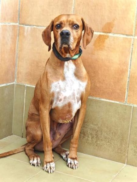 Bubba - rüstiger, schüchterner Senior
