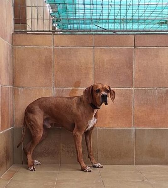 Bubba - rüstiger, schüchterner Senior