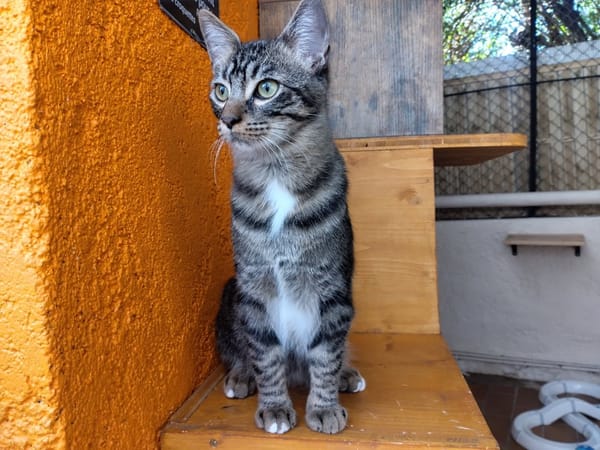 CLOVIS