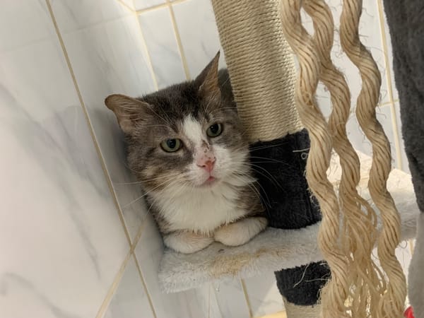 Basil [Fiv+]