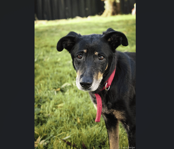 DINA