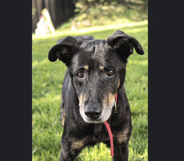 DINA