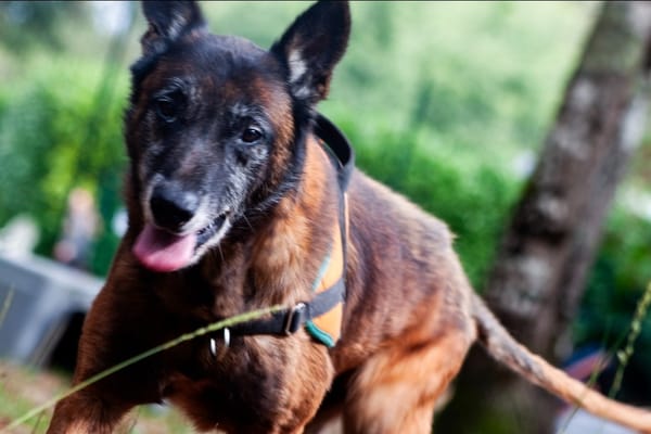 balou