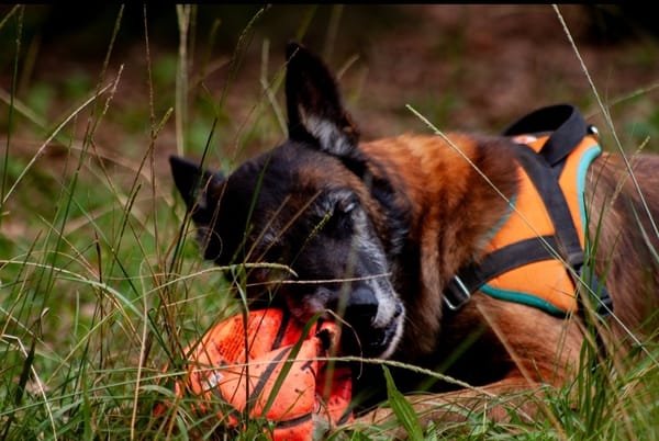 balou