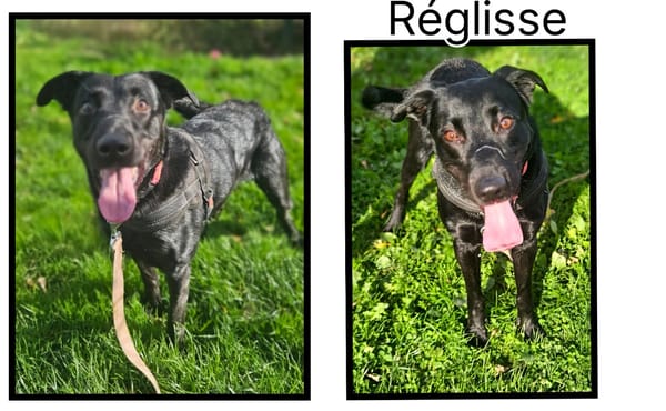 REGLISSE