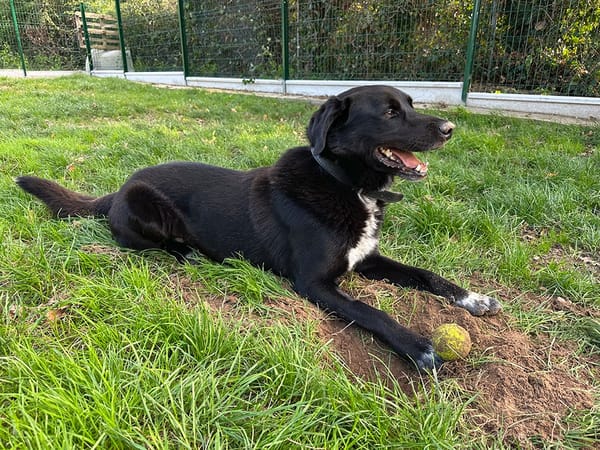 hades (RESERVÉ)