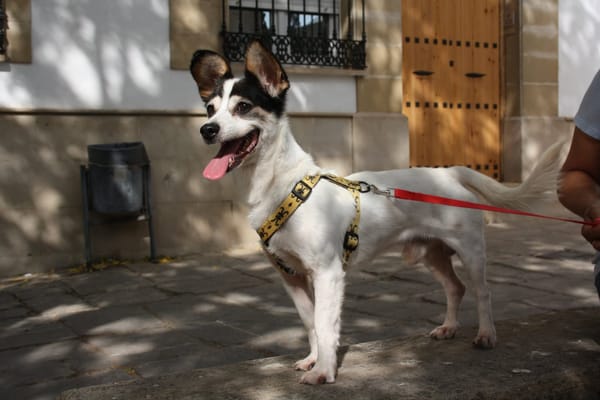 CURRO
