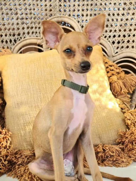 BUDDY, le chihuahua créole