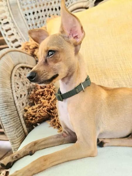 BUDDY, le chihuahua créole