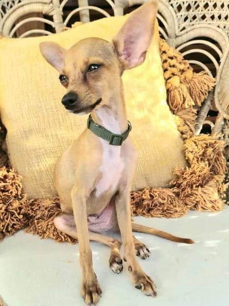 BUDDY, le chihuahua créole