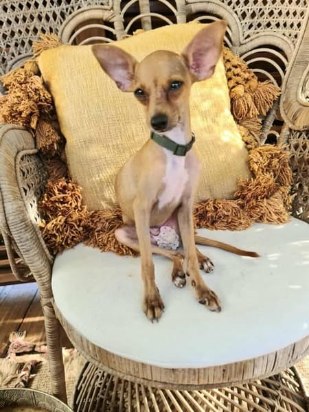 BUDDY, le chihuahua créole