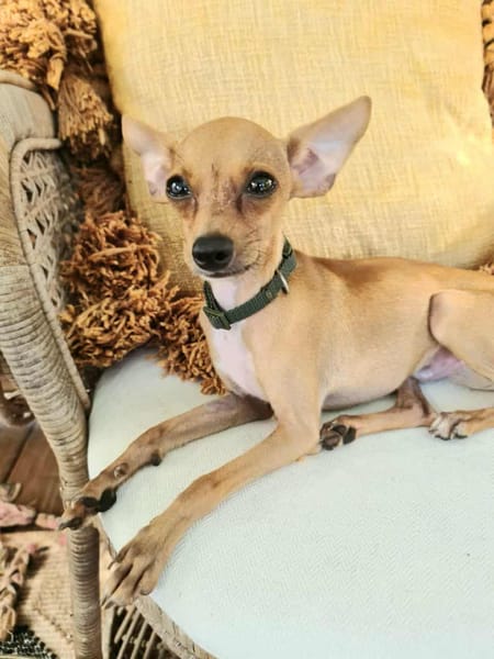 BUDDY, le chihuahua créole