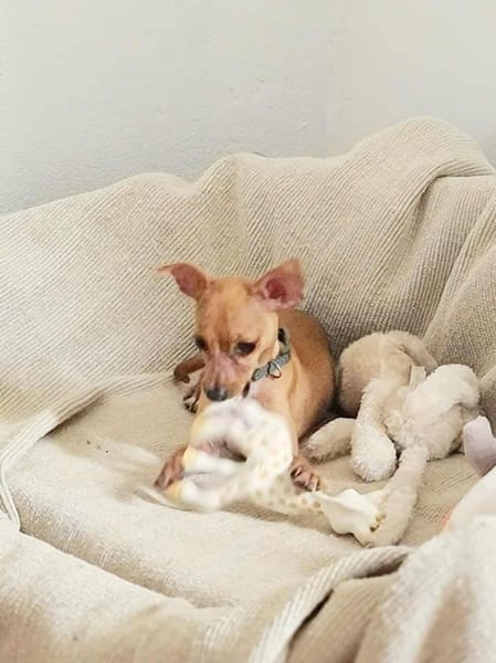 BUDDY, le chihuahua créole