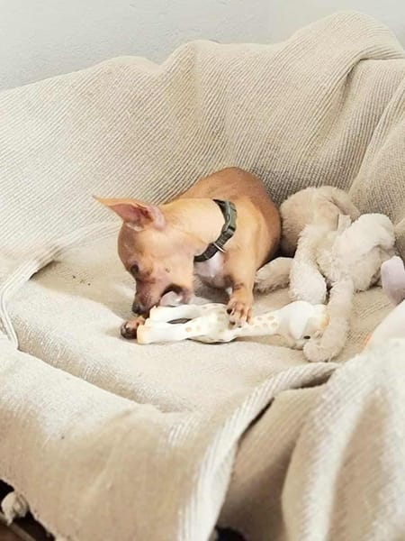 BUDDY, le chihuahua créole