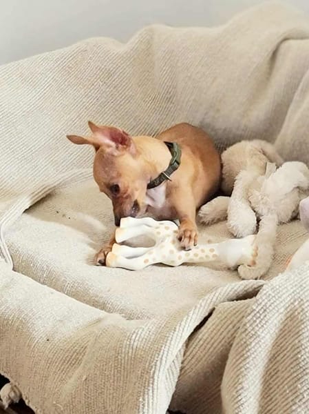 BUDDY, le chihuahua créole