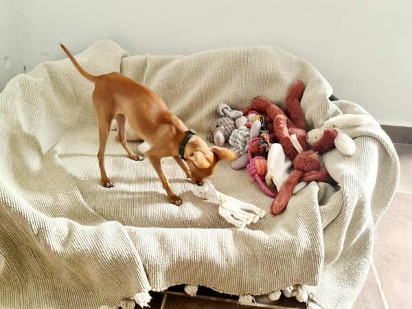 BUDDY, le chihuahua créole