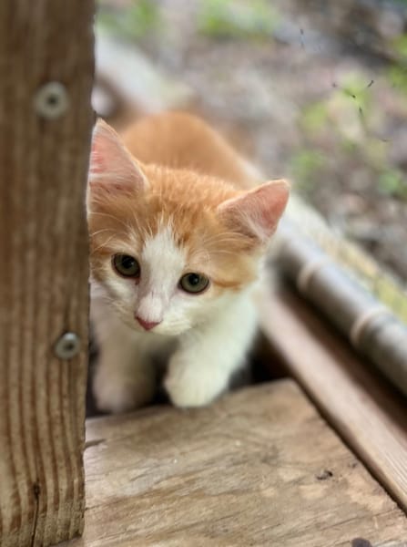 Alva, femelle croisée européen, née le 15/07/2025  🐱