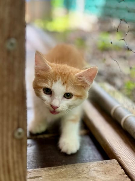 Alva, femelle croisée européen, née le 15/07/2025  🐱