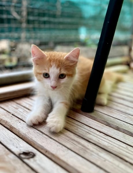 Alva, femelle croisée européen, née le 15/07/2025  🐱