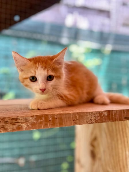 Alva, femelle croisée européen, née le 15/07/2025  🐱