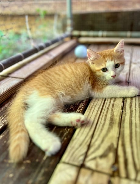 Alva, femelle croisée européen, née le 15/07/2025  🐱