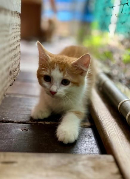 Alva, femelle croisée européen, née le 15/07/2025  🐱