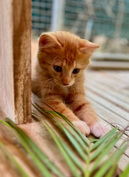 Arius, mâle croisé européen, né le 15/07/2025  🐱