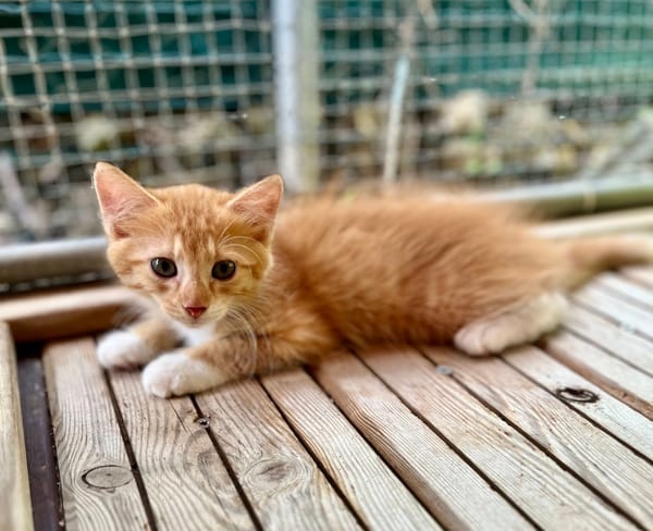 Arius, mâle croisé européen, né le 15/07/2025  🐱